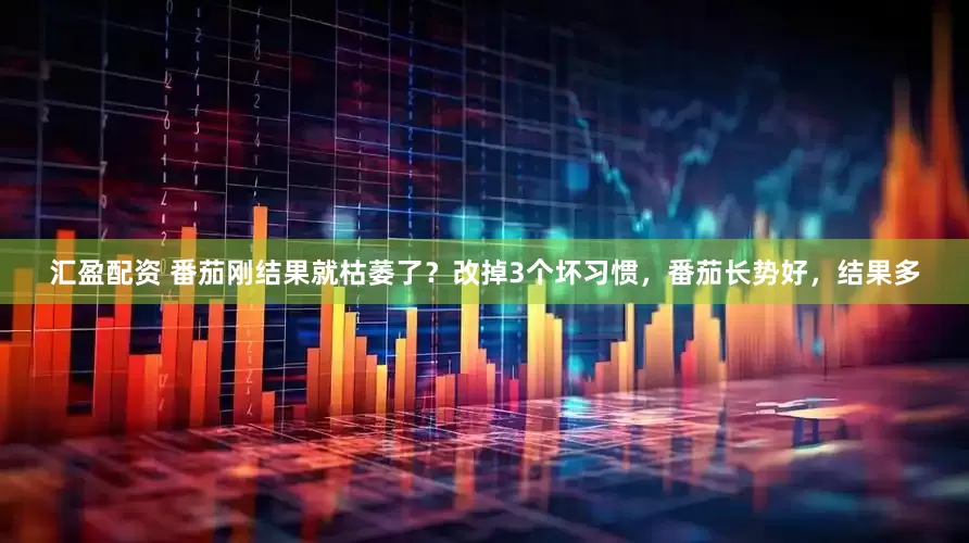 汇盈配资 番茄刚结果就枯萎了？改掉3个坏习惯，番茄长势好，结果多