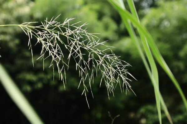 美港通配资 鹤峰秋来风景异：蒹葭苍苍 白露为霜